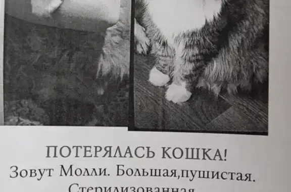 Пропала кошка: Кольцова, 18к1, Минск