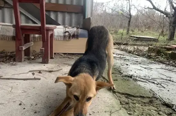 Найдена собака в Добровском, Крым