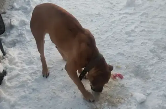 Найдена собака на Первомайской