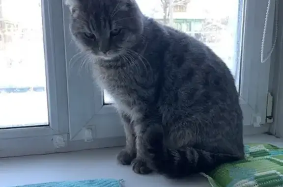 Найден кот: Ленинская ул., 47