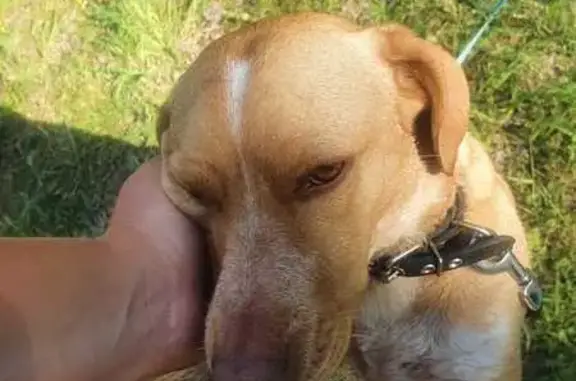 Собаки потеряшки, Санкт-Петербург, фото: Потеряшка собака: Ярослава Гашека, 10/85