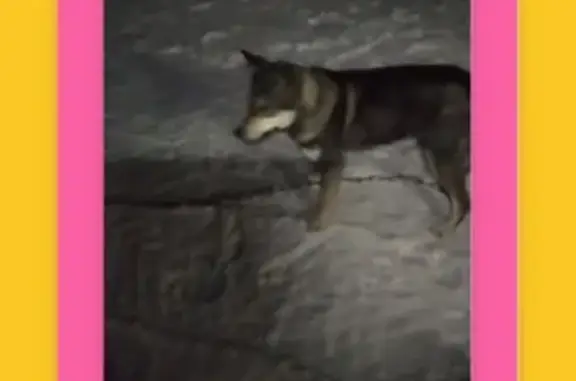 Найдена собака в Северном, Костромская