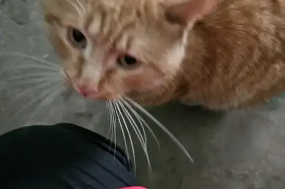 Найден рыжий кот: Гастелло, 1