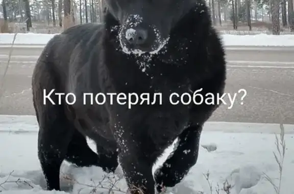 Черная собака ждет хозяина, Спиртзаводской
