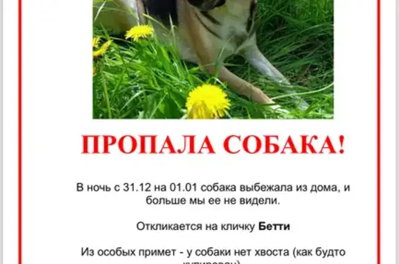 Пропала собака, ул. Володарского, Мордвес
