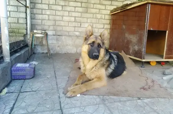 Пропала собака в Алчевске, Лиман
