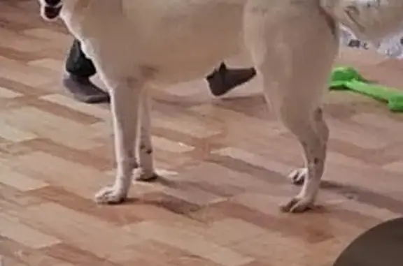 Собаки потеряшки, Москва, фото: Потеряшка собака: Дмитровское ш., 165Е к10