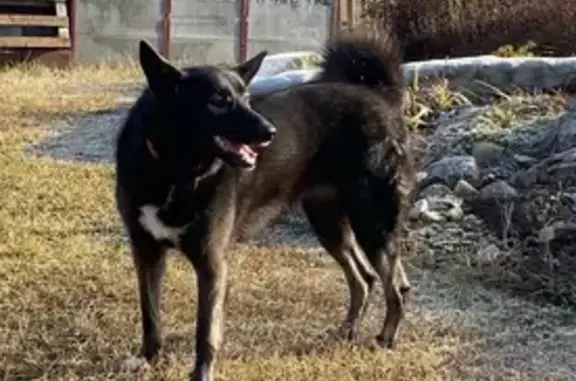 Собаки потеряшки, Большие Раскопины, фото: Потеряшка собака: Радостная ул., 1