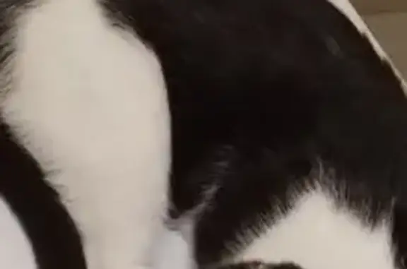 Потерянные животные , фото: Пропал кот Маркус, Ул. Кадровая