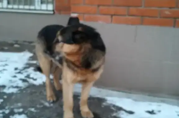 Найдена собака, Горки-10, Рублёвское ш.
