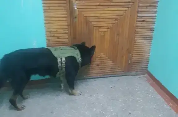 Найдена собака, ул. Орликовой, Мурманск