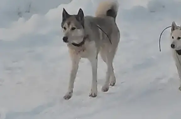 Найдена собака, 29Н-277, Рябцево