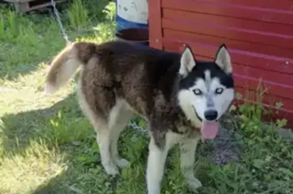 Найдена собака на Набережной, Хабаровск