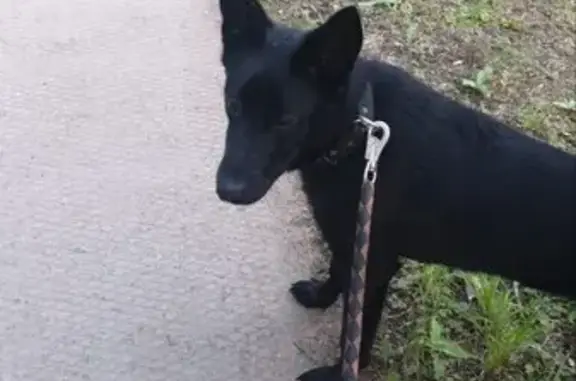 Собаки потеряшки, , фото: Потеряшка собака: Солнечная ул., 19