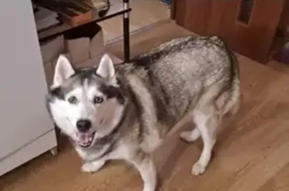 Собаки потеряшки, Санкт-Петербург, фото: Потеряшка хаски: Альпийский пер., 18