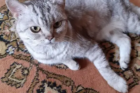 Найдена кошка на Коттеджной, Омск