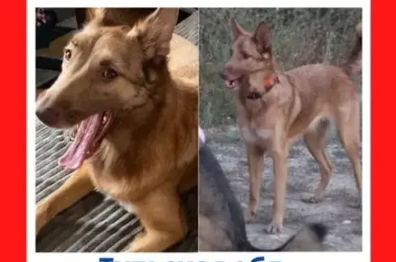 Пропала собака на М-4, 186 км, Веневский