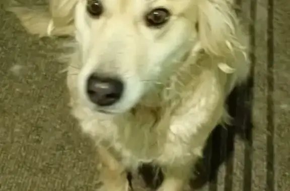 Найдена собака в Казани