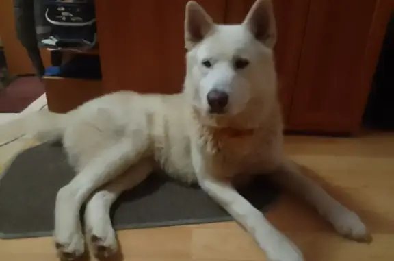 Найдена собака: ул. Карбышева, 44, Пермь