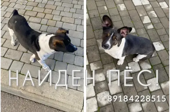 Найдена собака на 3-й Трудовой, Краснодар