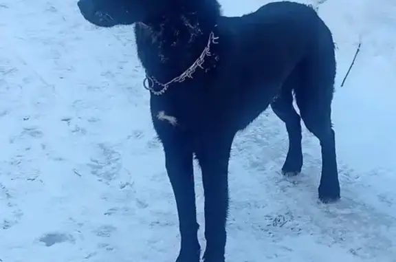 Найдена собака в Мотяково, 46К-5012