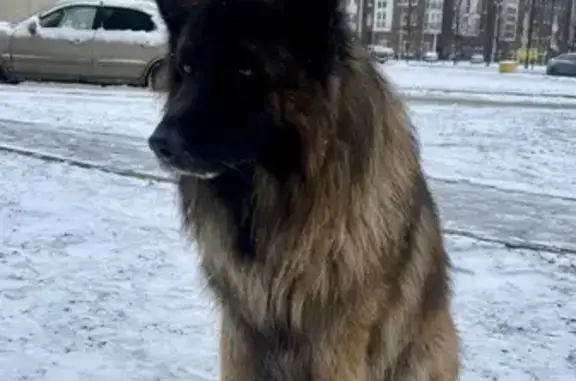 Найдена собака ул.Артиллерийская, Калининград