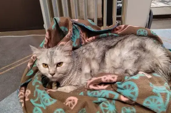 Кошка-мама найдена: Саратовская, 17