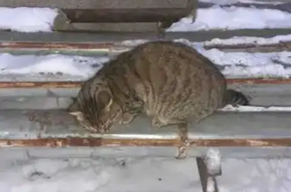 Найден кот, Должанская ул., Н. Новгород