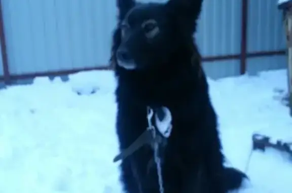 Собаки потеряшки, Санкт-Петербург, фото: Потеряшка собака: Ветеранов, 146