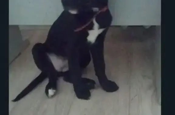 Найдена собака: Кировградская, 68