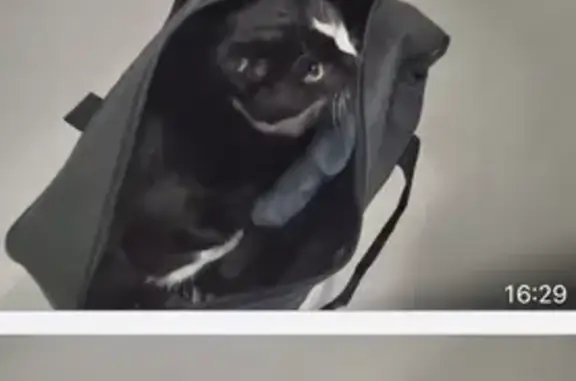Найдена кошка у метро Коньково