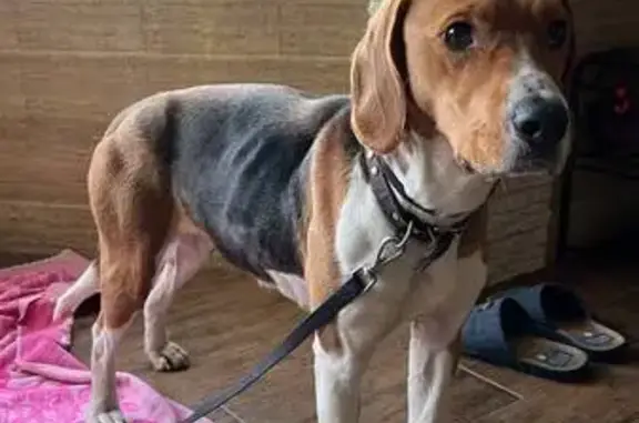 Найдена собака в Михновском, Смоленской