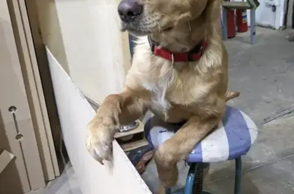 Собаки потеряшки, Санкт-Петербург, фото: Потеряшка собака: 17-я линия В.О., 54 к8