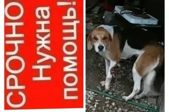 Найдена собака ул. Суворова, 2А
