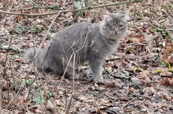 Кошки потеряшки, Абрау-Дюрсо, фото: Потеряшка кот: ул. Горького, Абрау-Дюрсо