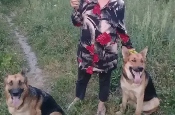 Пропала собака: Кутузова, 3, Жигулёвск