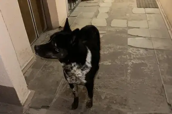Найдена собака на Луначарского 61