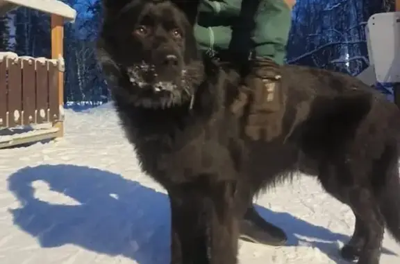 Найден чёрный пёс Мальчик, Борисова