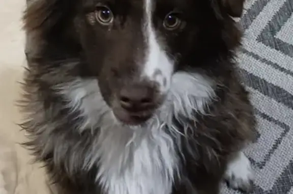 Найдена собака на остановке, Новгород