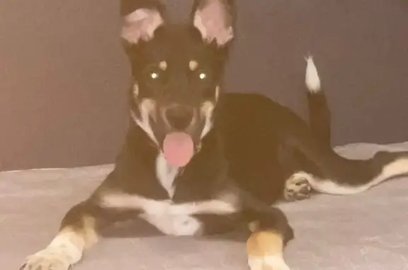 Найдена щенок-девочка в Лопатино