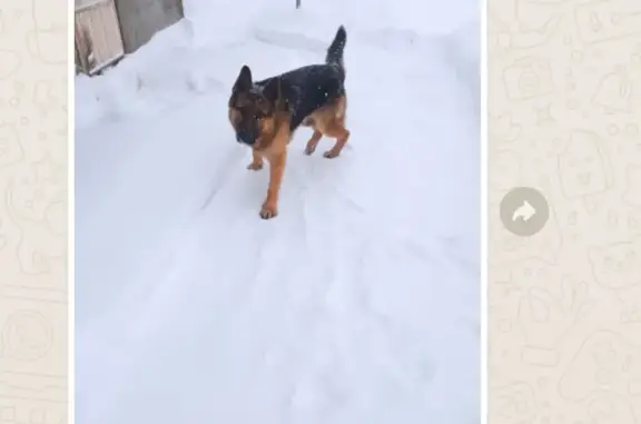 Найдена собака, Республика Башкортостан