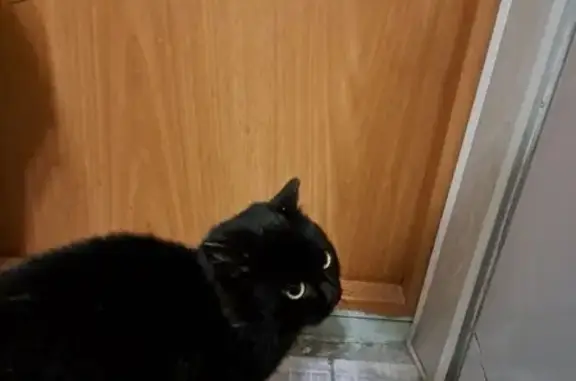 Чёрная кошка найдена: Молотобойцев, 13
