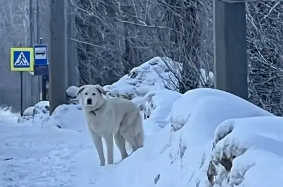 Собака найдена: Свердловская, 185