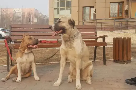 Пропали собаки: Ленина, 34, Сургут