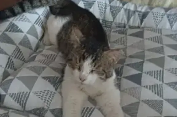 Пропал кот: Московское ш., 33, Самара