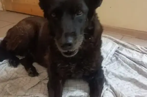 Найдена собака, Санкт-Петербург, фото: Найдена собака: Дачный пр., 15