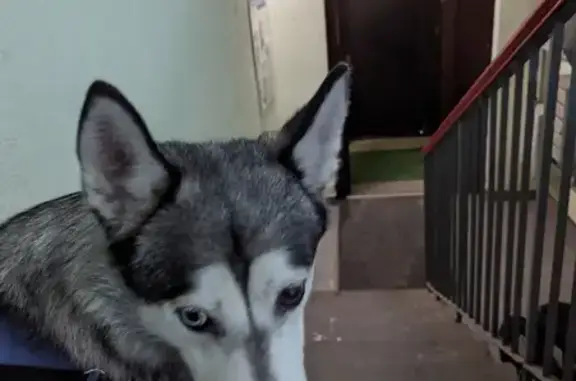 Найдена собака, Санкт-Петербург, фото: Найден хаски: 2-я Жерновская, 25