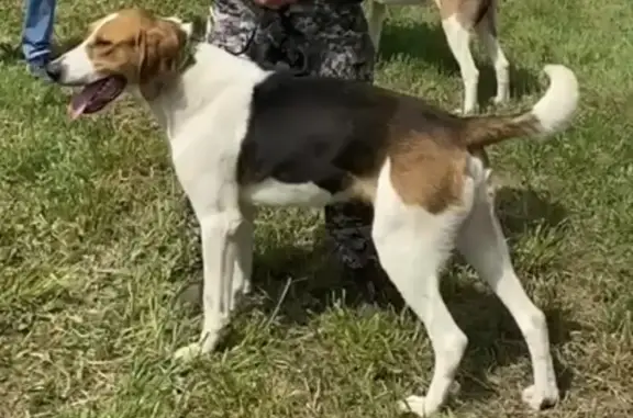 Пропали собаки в Апальково 