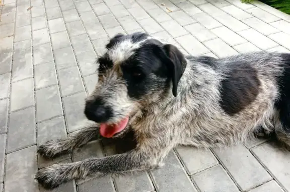 Пропала собака в Пензе, Ижевская ул.