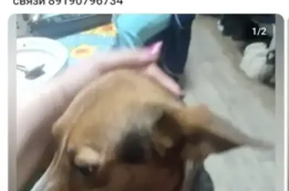 Найдена собака у магазина на Потаповском